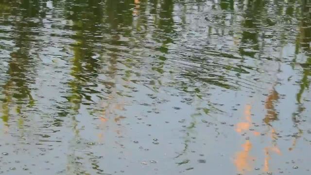 Рыбалка на Карася на утренней Зорьке с видом на планету Юпитер. Поклевки крупным планом.