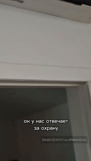 Датчик движения SZ-PIR Eltex. Видео[Охота] на eltexcm.ru
