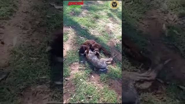 Охота на зайца. Кого завести для охоты