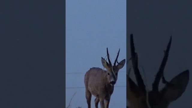 Косуля облаяла фотоохотника