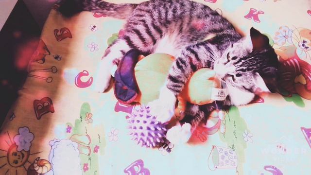 🐱💐Очень Красивая манюшик🦋