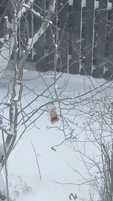 Птички