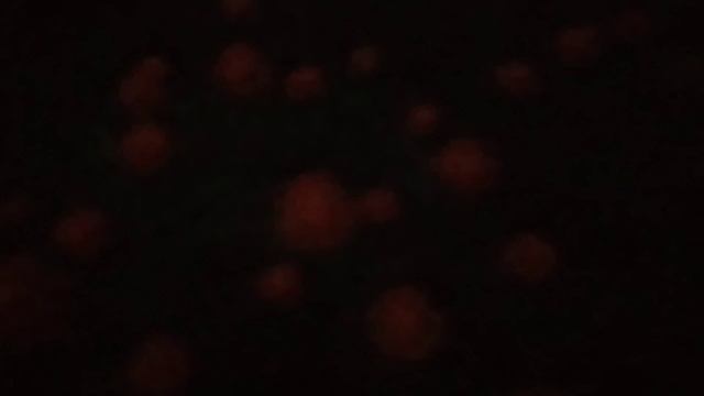 Цветы "Огоньки" после заката (Жарки, Купальница сибирская азиатская)