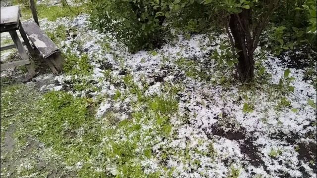 27.05.2025. Град. Ветер. Укрыла все гряды. Гряда под тыквы. Снег.