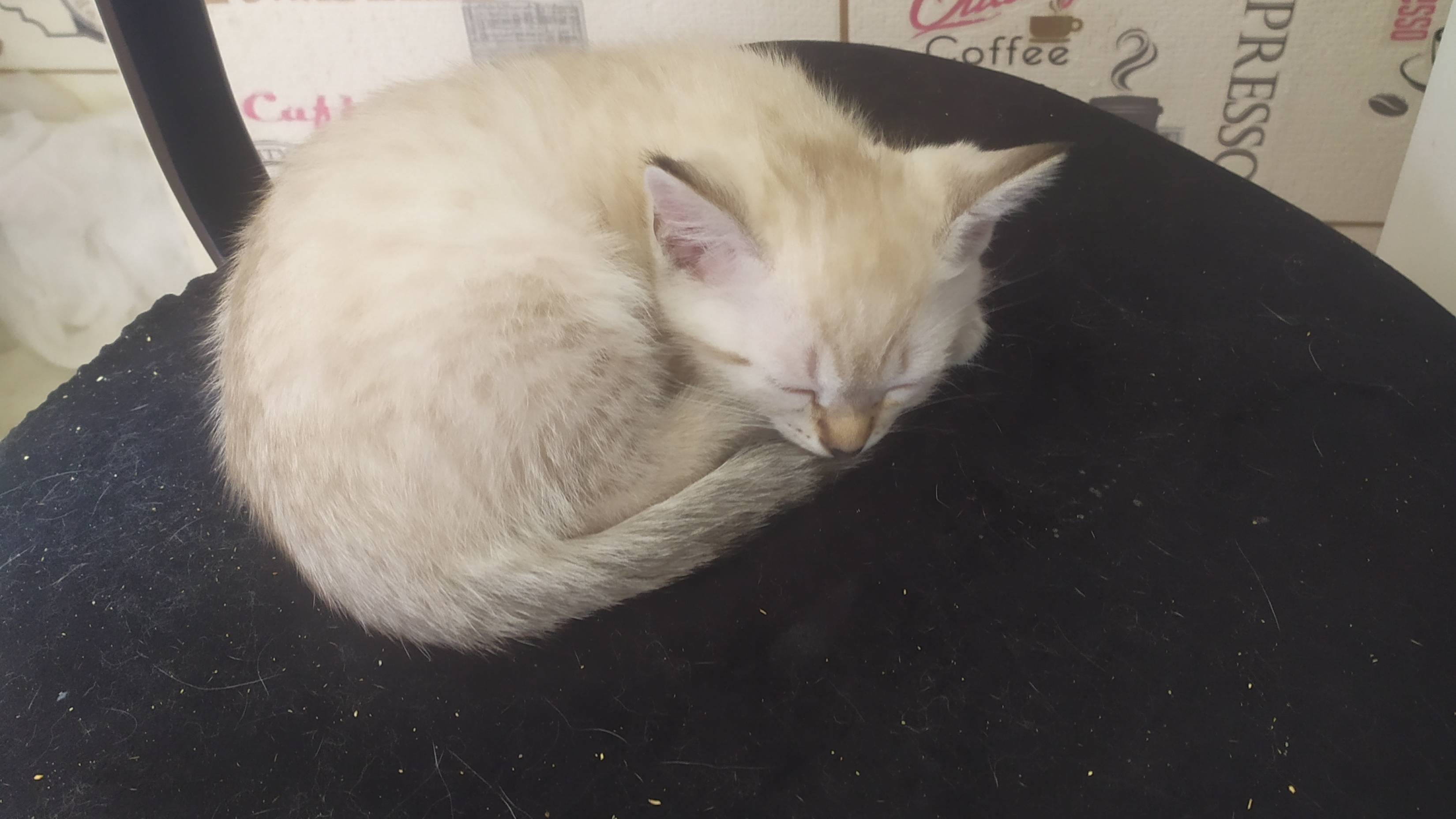КОТЕНОК И ДОРОГА ДОМОЙ.