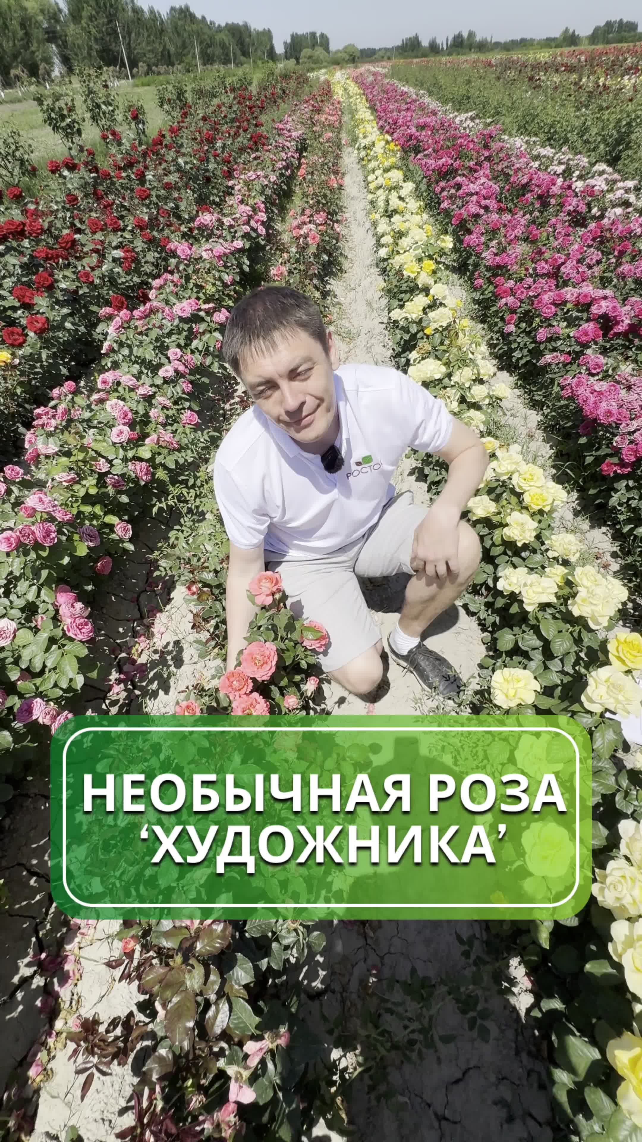 ✨ Роза чайно-гибридная Альбрехт Дюрер — яркий акцент вашего летнего сада!