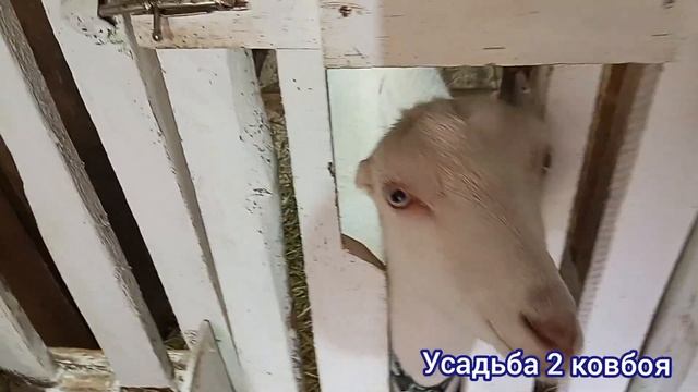 Переработка молока , чем мы  кормим наших коз.