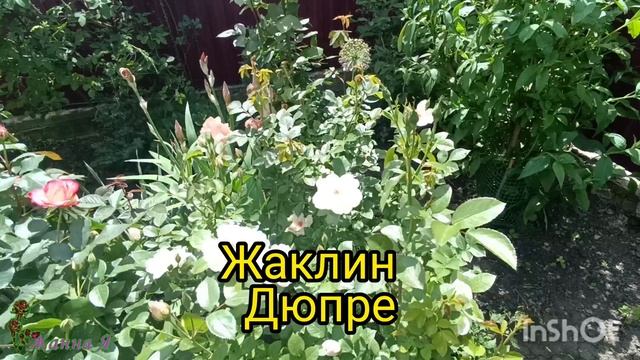 Первое цветение роз. Ураганный ветер уничтожил цветы.