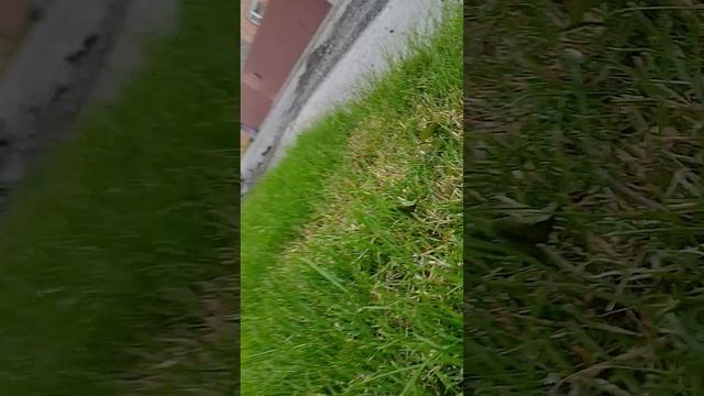 вот что значит роет носом