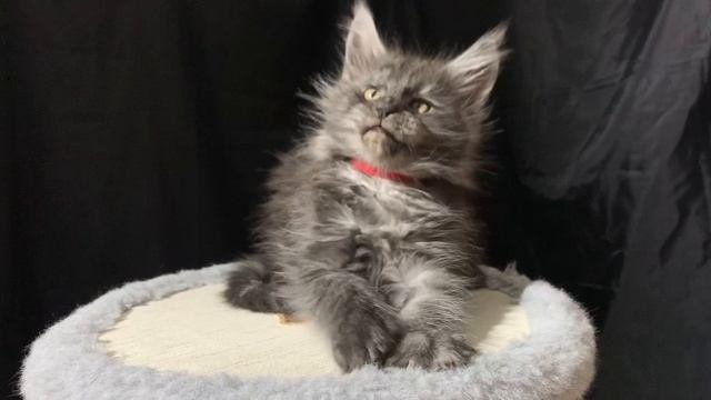 Котёнок мейн-кун Глория 2,5 месяца