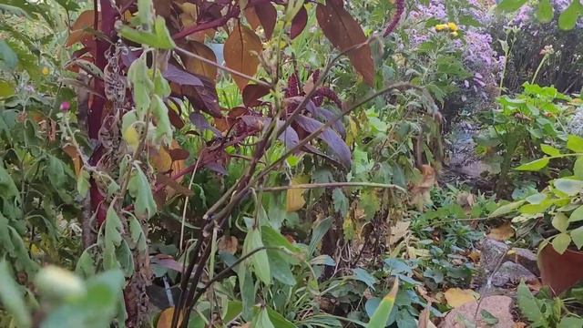 Каркаде 🌺 або суданська троянда на клумбі.