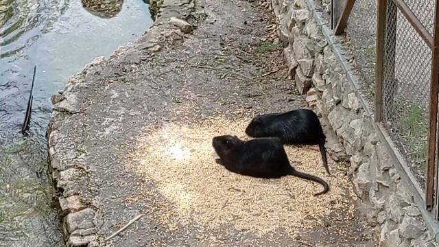 VID_20250525_113059