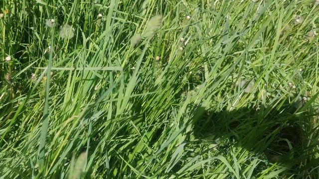 до лета 3 счастливых дня весны... прогноз погоды ☀️ от волшебника Ивана Кулебякина от 28 мая