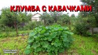 Удобный способ посадки кабачков и тыкв. Как сделать такую клумбу.