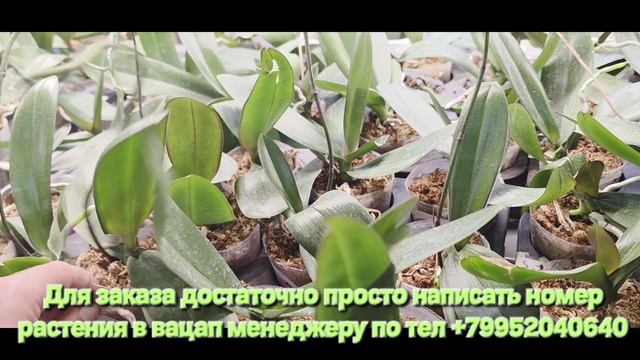 Супер сорта которые недооценили(((