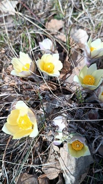 Подснежники (прострел)🌷🌷🌷