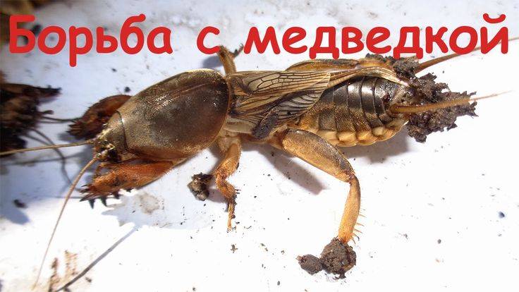 БОРЬБА С МЕДВЕДКОЙ