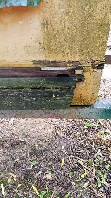 27 мая + 27 пчелки работают.