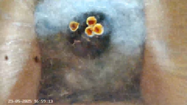 Синичник - День тридцать девятый (23.05.2025) часть 3