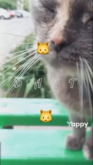 #котики #кошка #киса #домашниеживотные #кошки #пес #собакадругчеловека #собака #собаки #щенок #мими