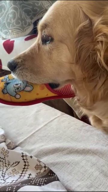 Пора вставать😂😂😂

#dogs #собаки #домашние_питомцы