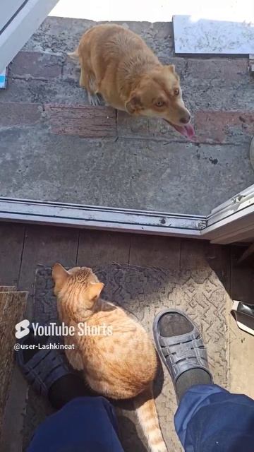 Привыкают..mp4