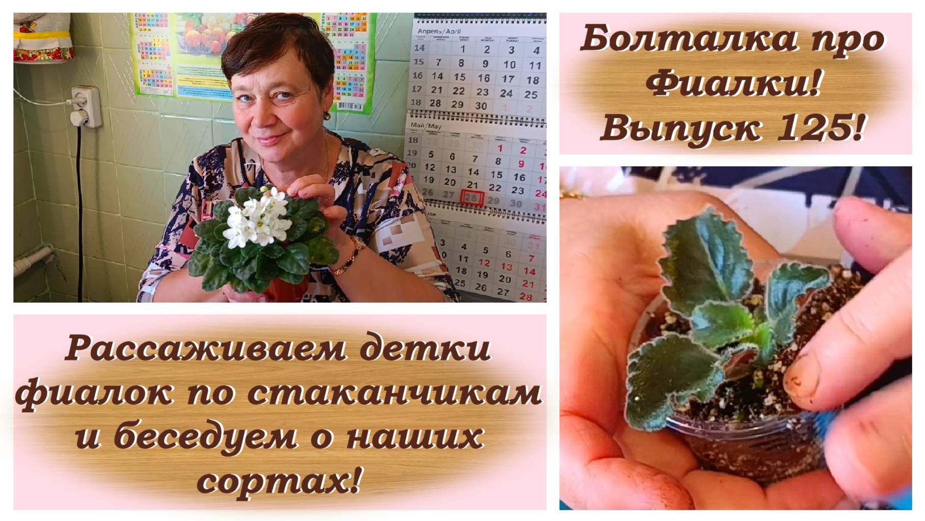 Болталка про Фиалки! Выпуск 125! Рассаживаем детки фиалок по стаканчикам и беседуем о наших сортах!