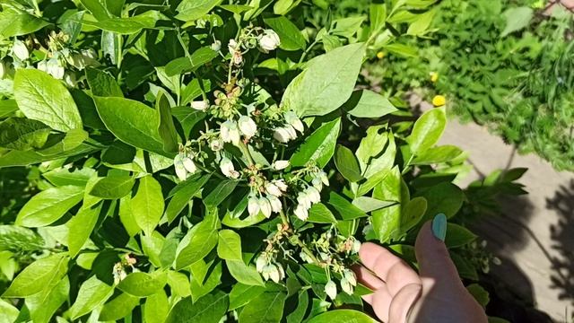 Море цветов. Голубика сорт Олле и Пелле. Голдтраубе.