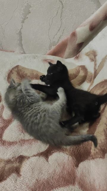 Котики играются.