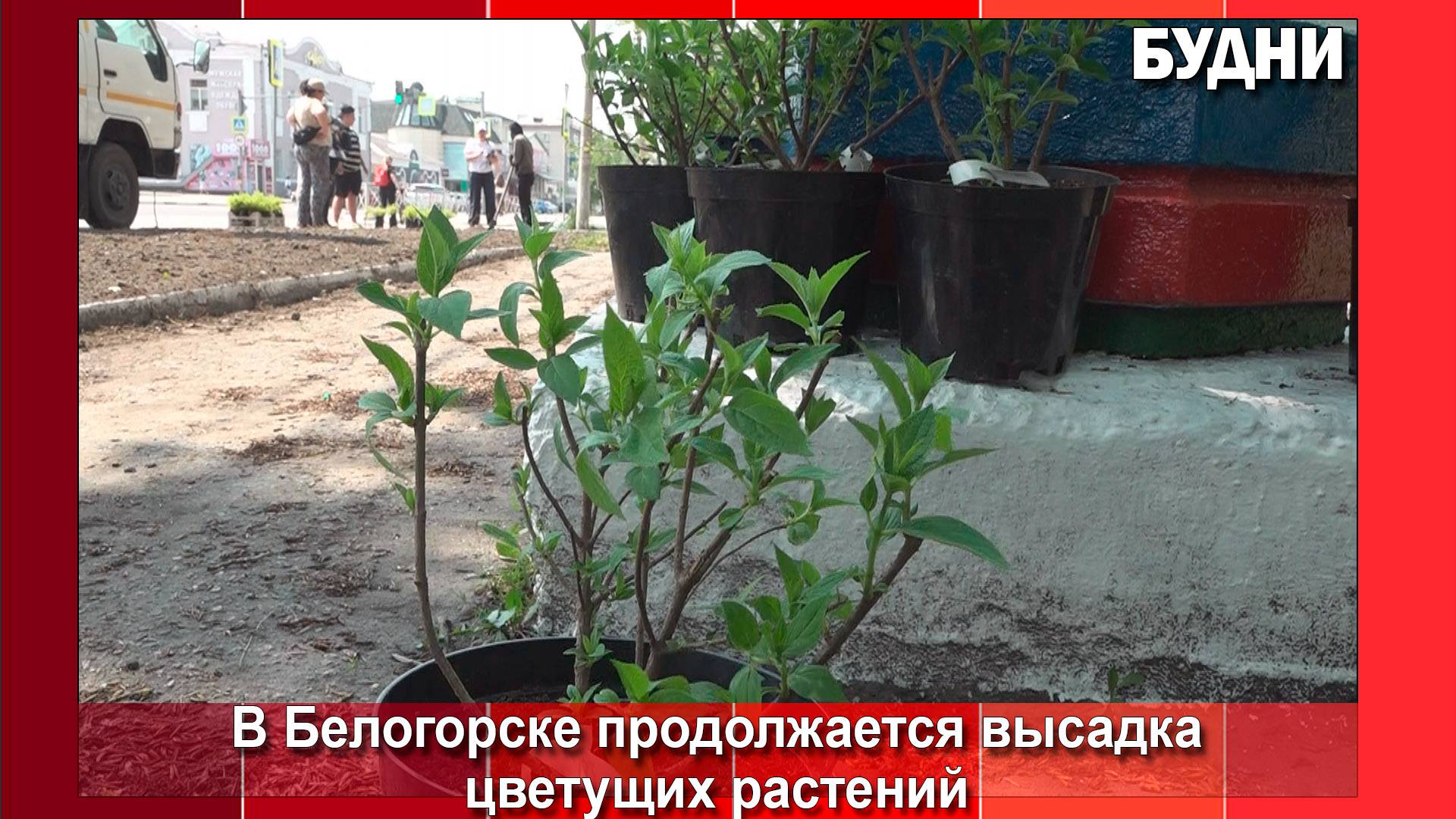Обустройство клумб в Белогорске продолжается