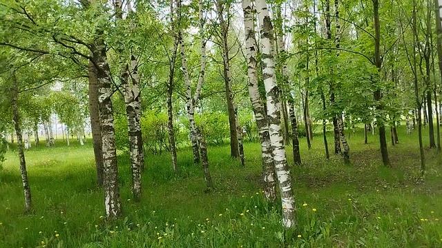 Прошел по парку