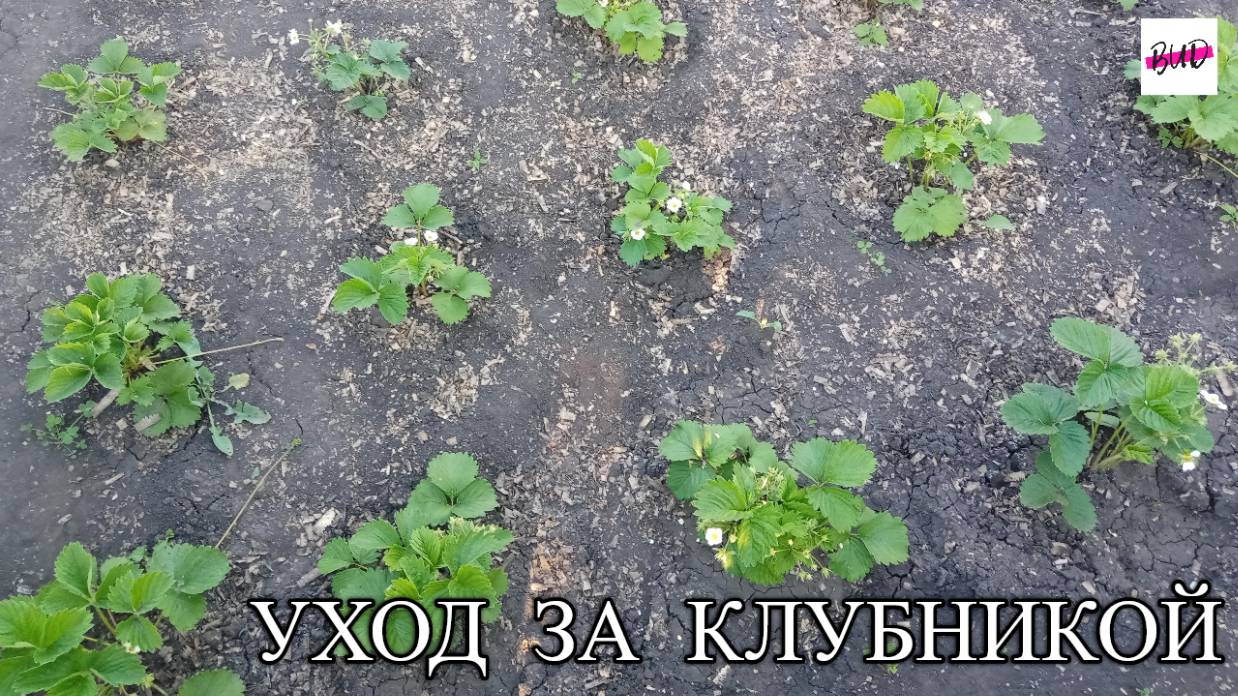 УХОД ЗА КЛУБНИКОЙ.