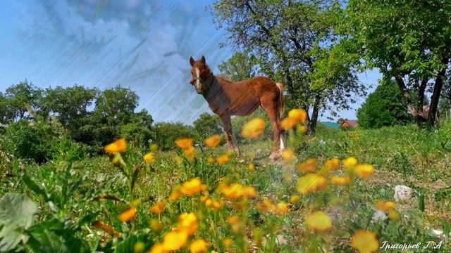 Моя Россия. ShaMan
Песни для души и настроения