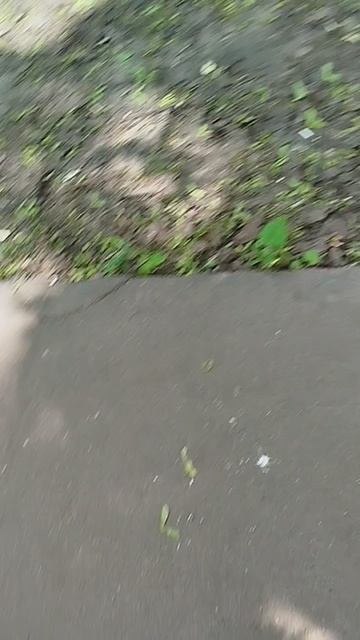 Сеня отлично переносит жару, гулял бы и гулял
