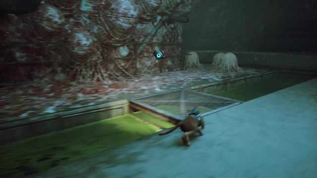 [Stray]