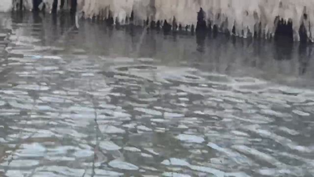 Дикие утки Зима Звуки природы
