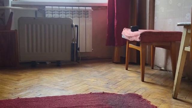 котята на пружинках передают заряд бодрости и хорошего настроения 
#авангардисты #котята
