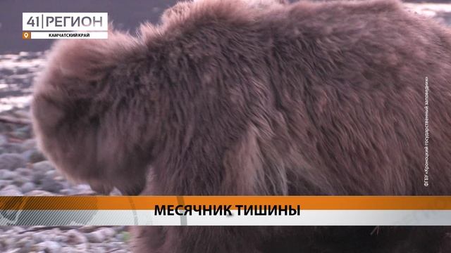 МЕСЯЧНИК ТИШИНЫ СТАРТУЕТ В ДОЛИНЕ ГЕЙЗЕРОВ НА КАМЧАТКЕ • НОВОСТИ КАМЧАТКИ