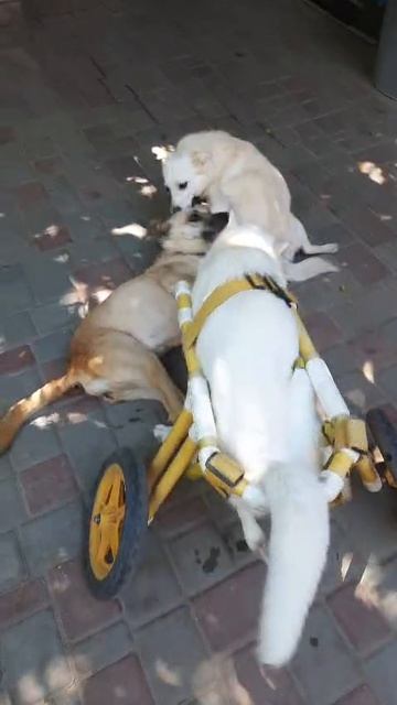 Белочка собачка спинальник нуждается в помощи