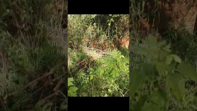 Вот такой выводок утят нашли наши соседи на крыше ЖК Долина грёз в Крылатском 🐥