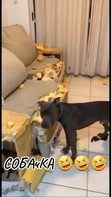 Правильная реакция хозяев на проказы любимца 🐶😍😉