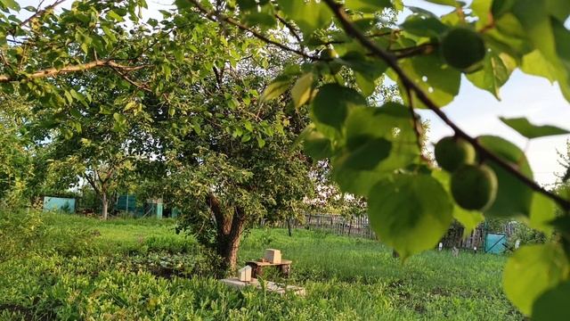 Дача.🏡 Часть 2. 23.05.25.