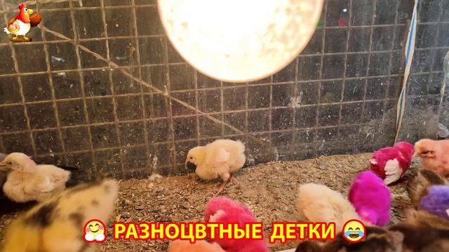 Цыплята и утята милые пушистики растут на радость хозяину (2)