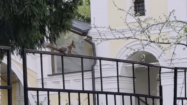 Белки в музее-заповеднике "Коломенское"