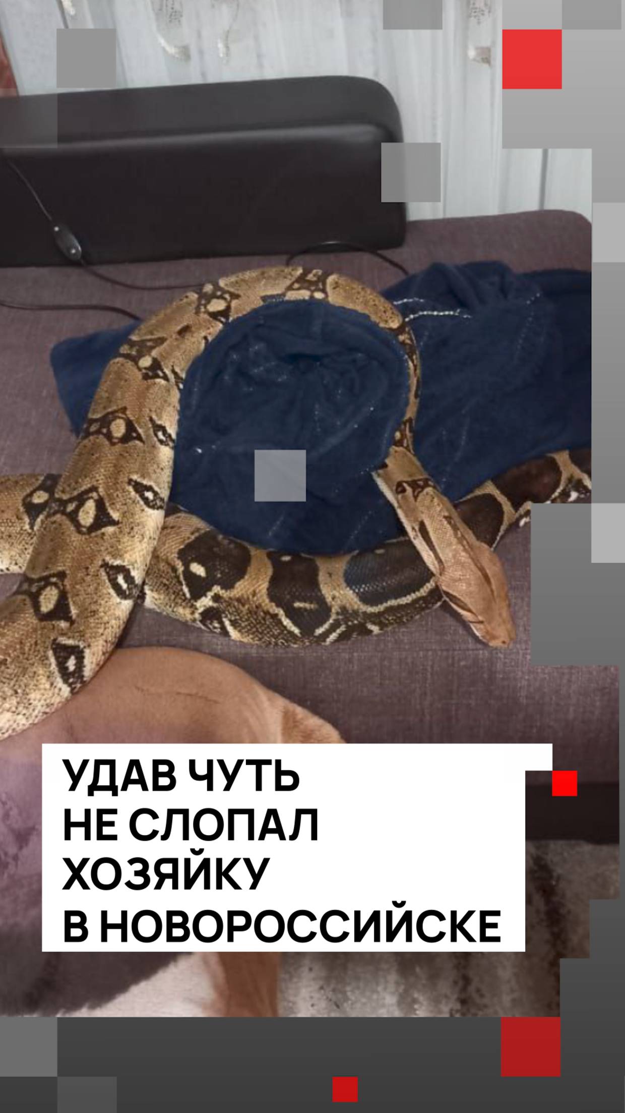 Удав чуть не слопал хозяйку в Новороссийске