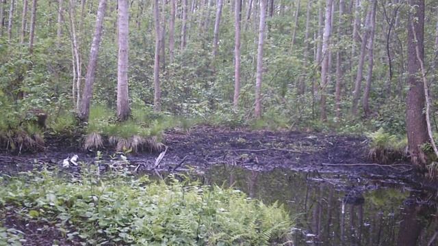 Кабанчики видео фотоловушки