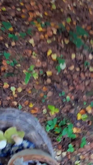 Грибная рыбалка.А пока собираем белые грибы по краю по
