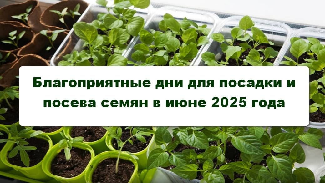 Благоприятные дни для посадки саженцев и посева семян в июне 2025 года