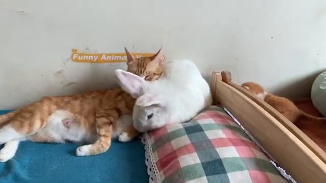 Щенок хочет стать котенком и хочет, чтобы его любила кошка (2025 год)