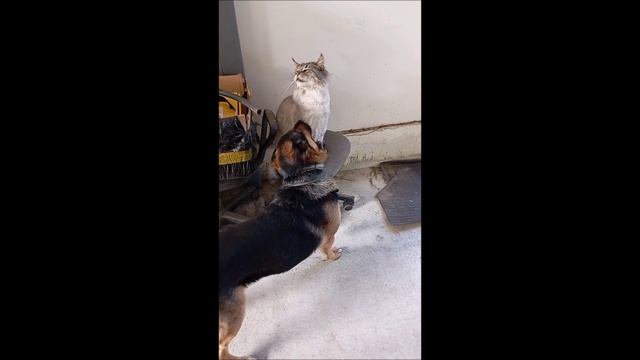 Собака. Кот. Том и Кос